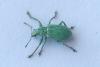Polydrusus planifrons